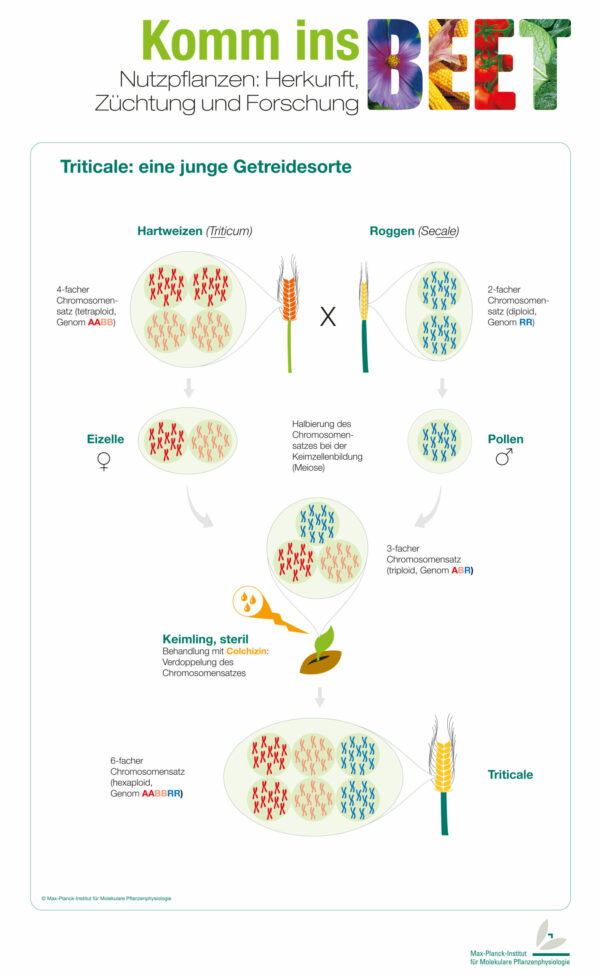 Triticale