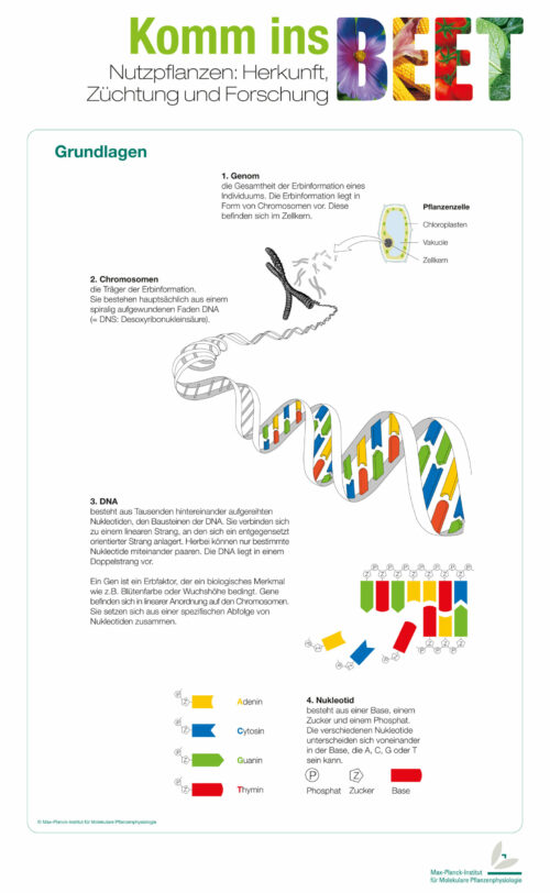 Aufbau der DNA