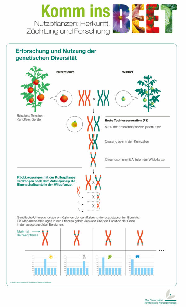 Introgressionslinien