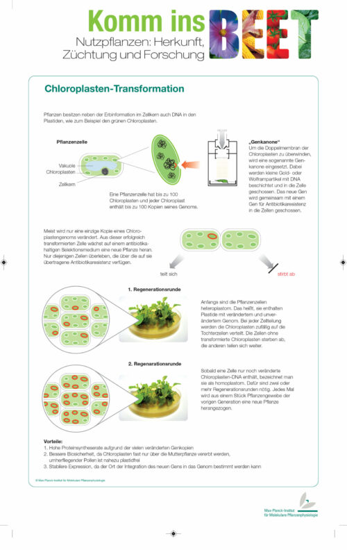 Chloroplastentransformation