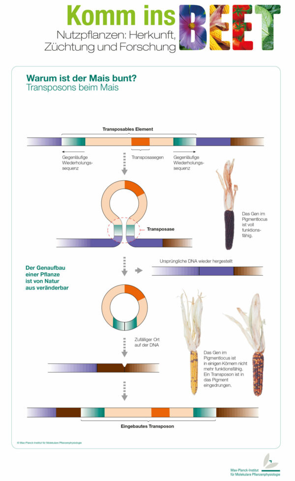 Transposoms beim Mais