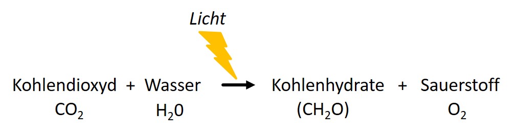 Grundlagen der Fotosynthese – Komm ins Beet