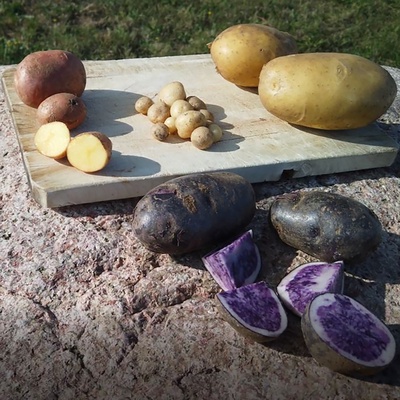 Kartoffel: faszinierende Nutzpflanze mit wechselvoller Geschichte